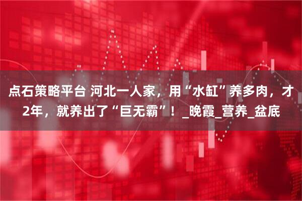 点石策略平台 河北一人家，用“水缸”养多肉，才2年，就养出了“巨无霸”！_晚霞_营养_盆底